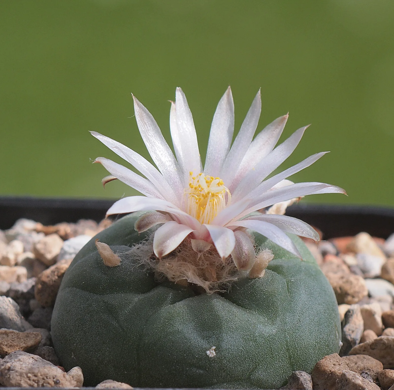 Lophophora koehresii