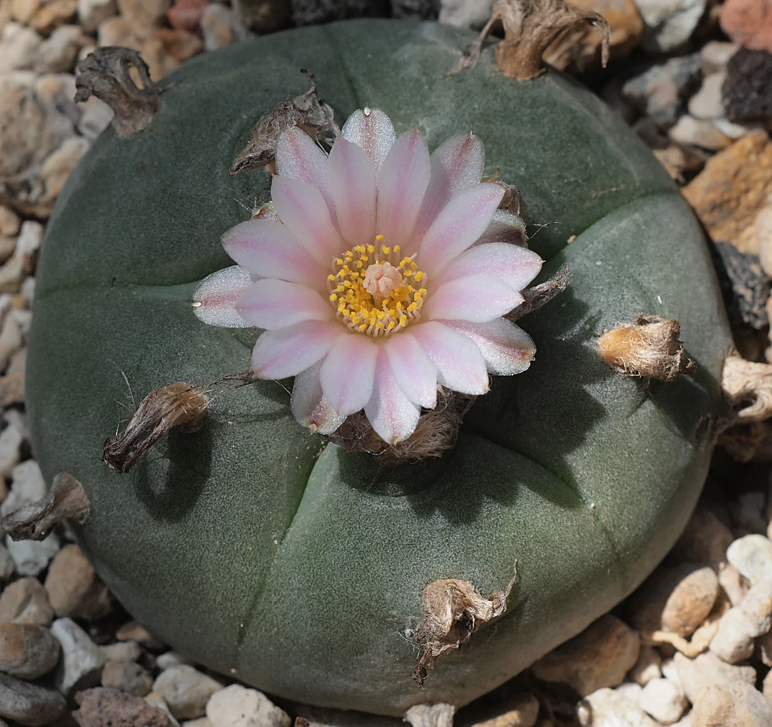 Lophophora williamsii