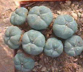 Lophophora williamsii v. caespitosa