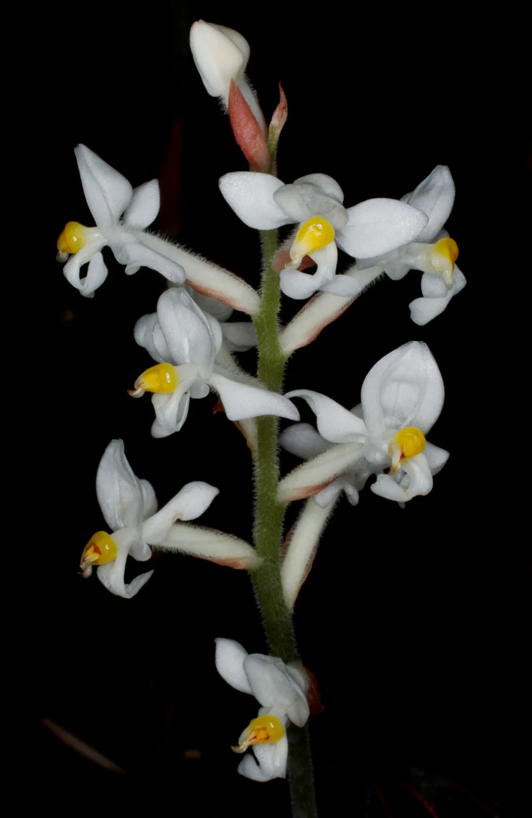 Ludisia discolor