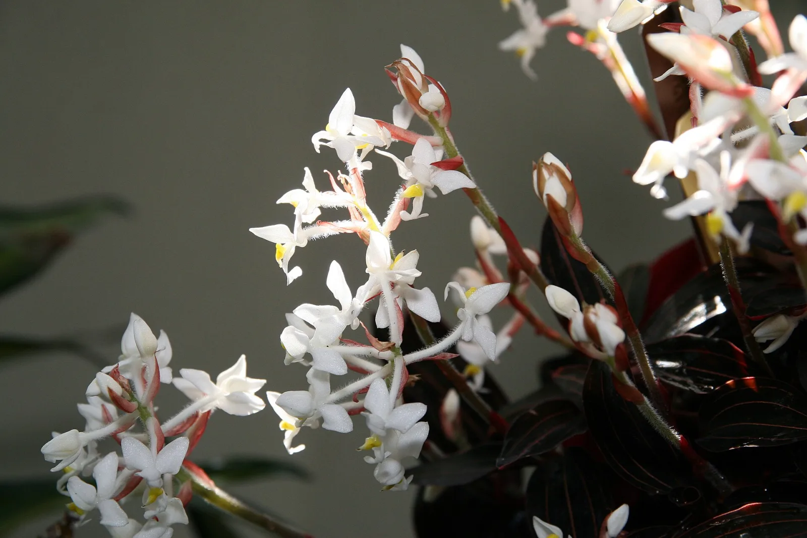Ludisia discolor