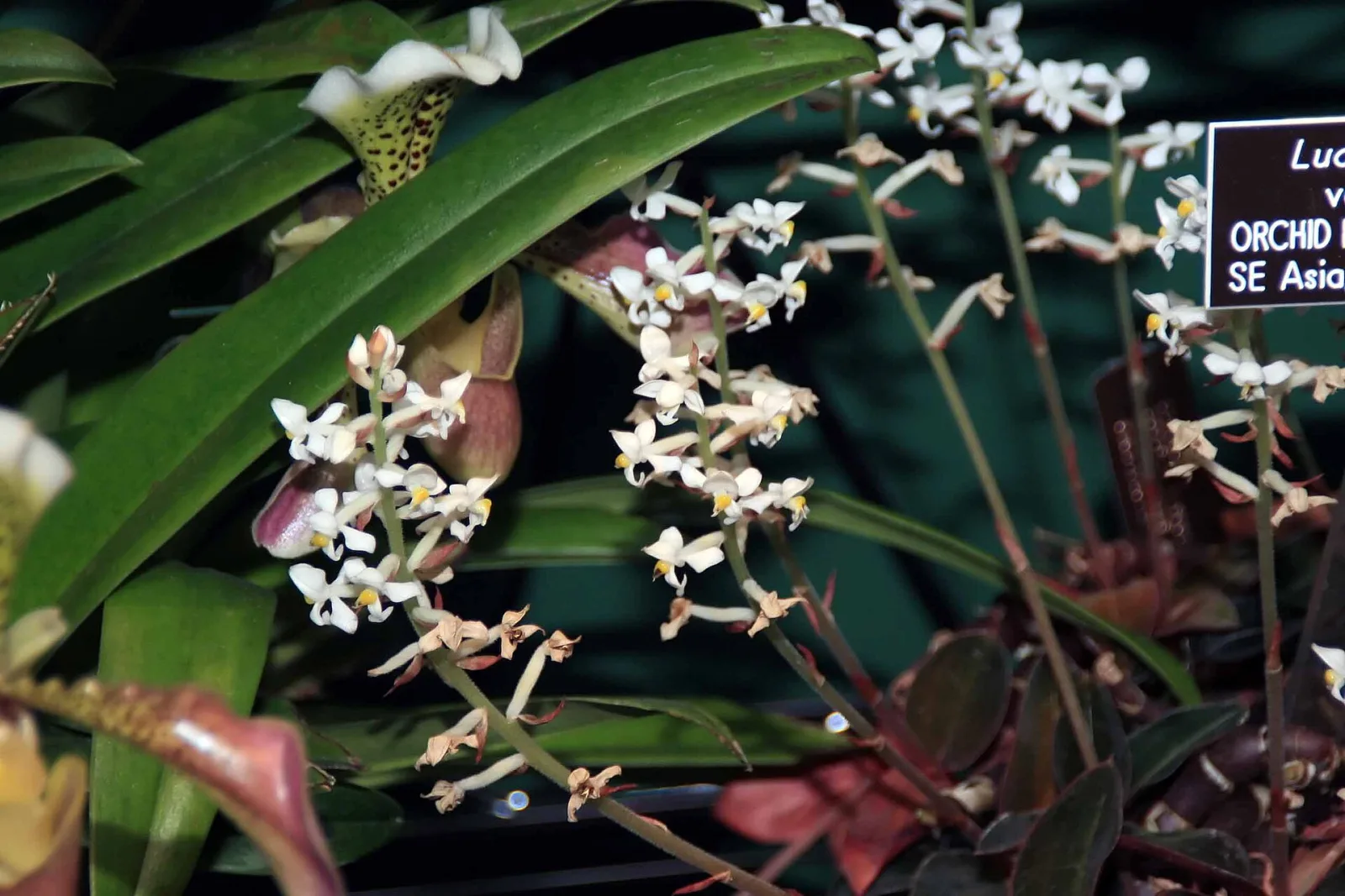 Ludisia discolor
