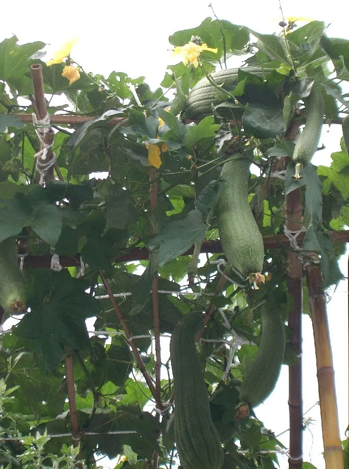 Luffa cylindrica
