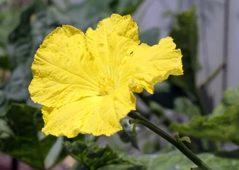 Luffa cylindrica