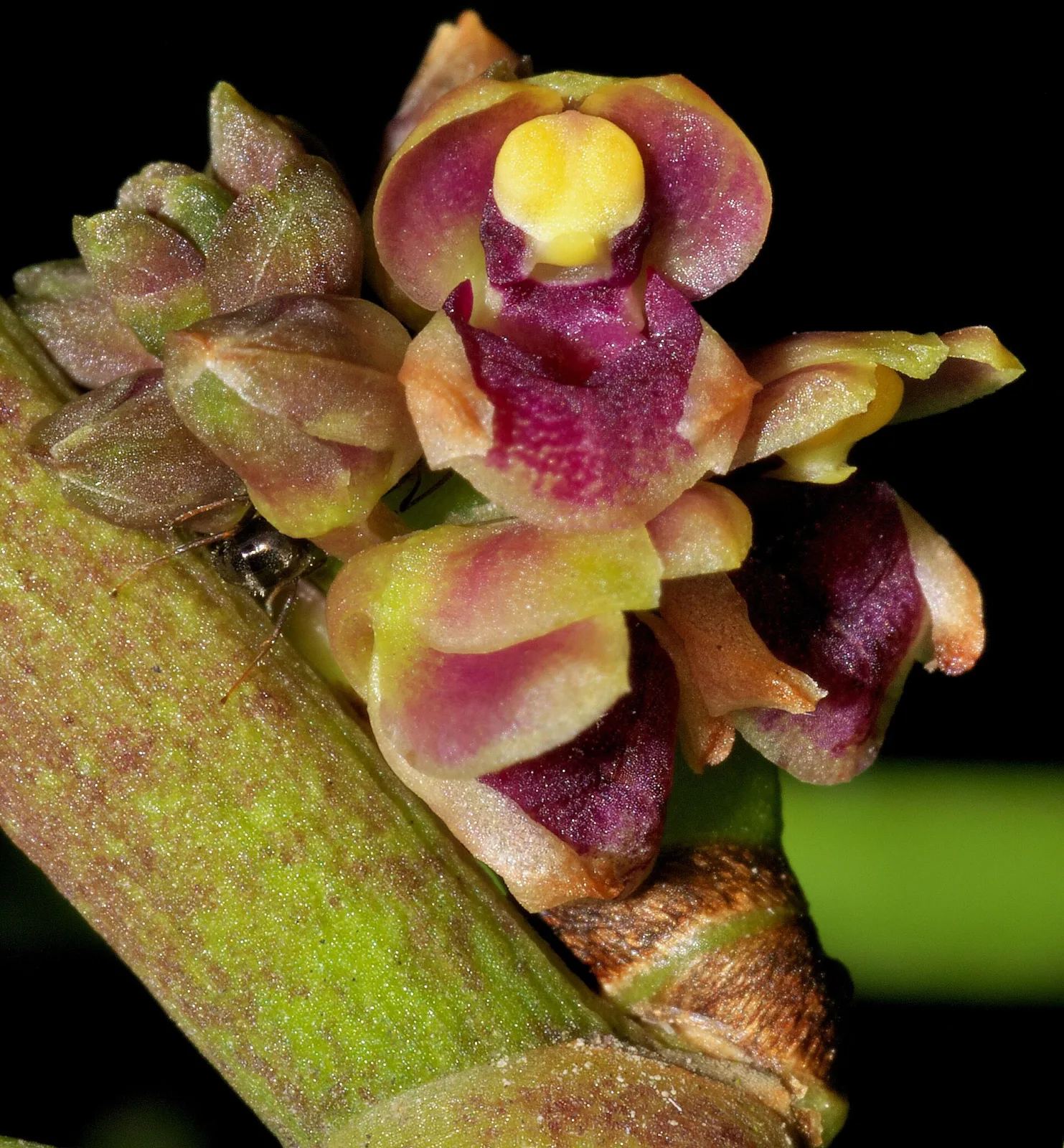 Luisia zollingeri