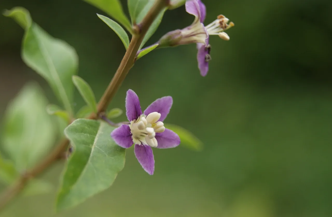Lycium barbarum
