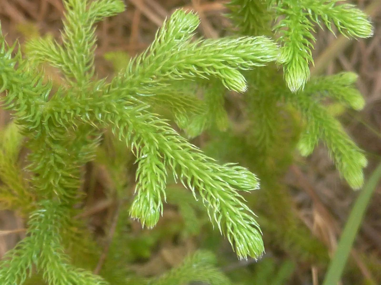 Lycopodium cernuum
