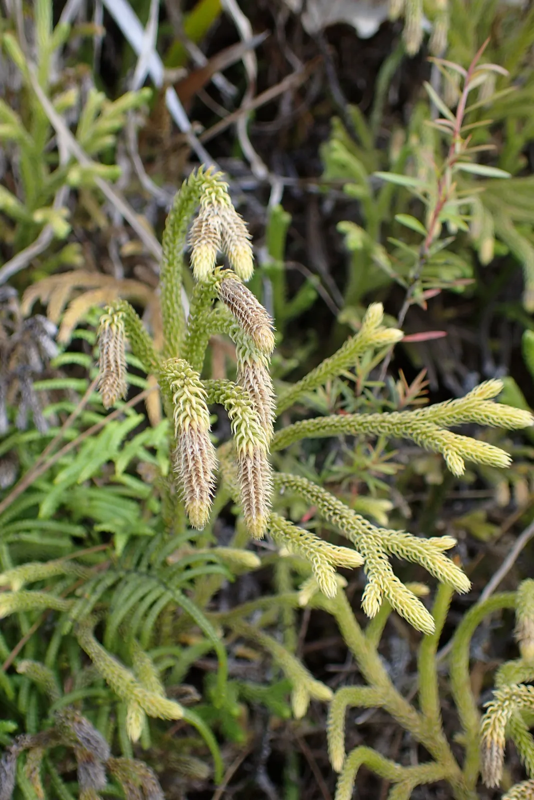 Lycopodium cernuum