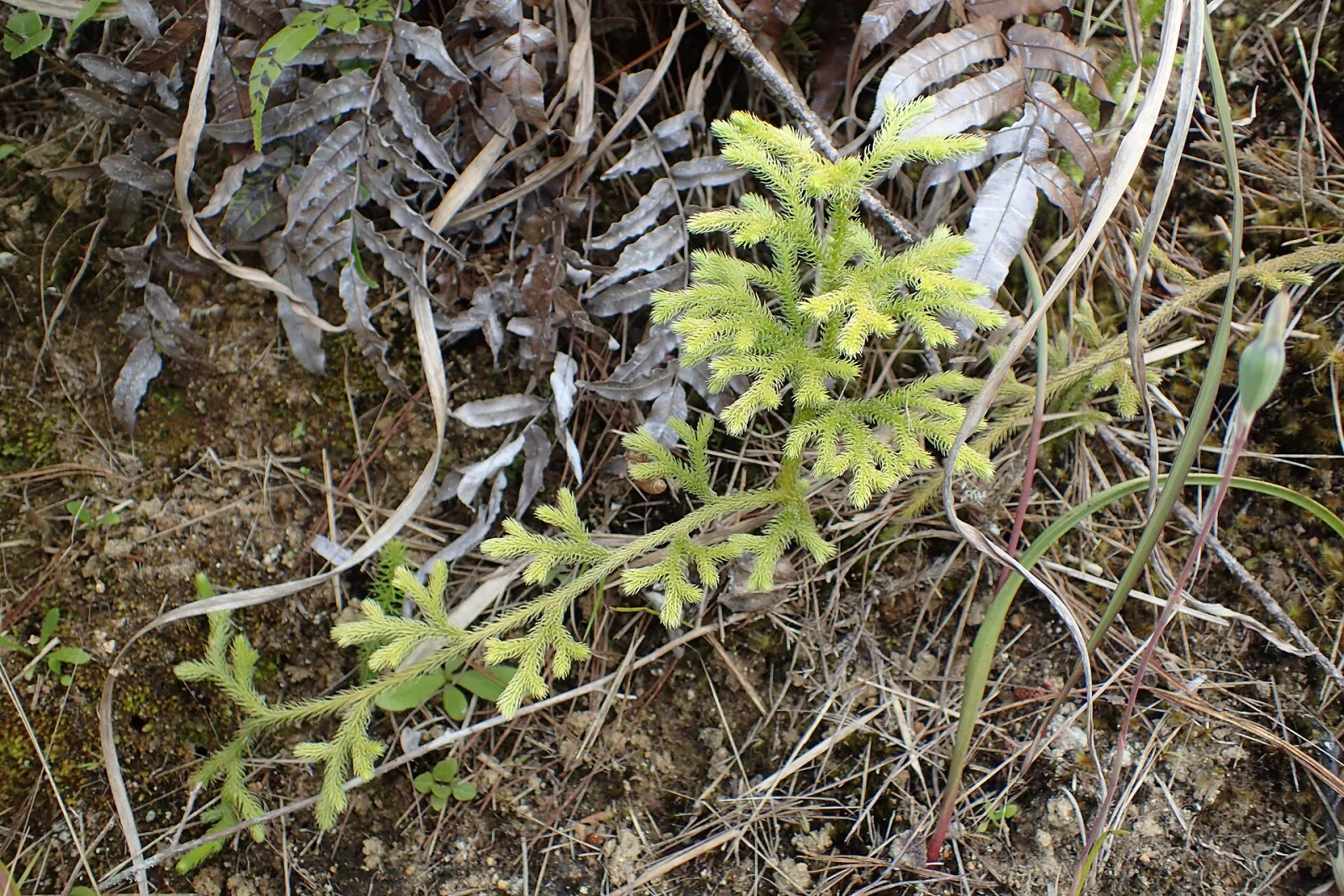 Lycopodium cernuum