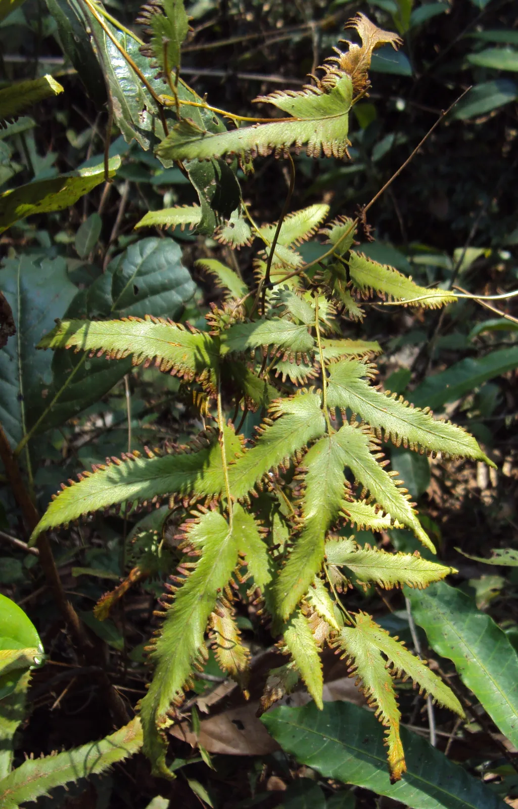 Lygodium flexuosum