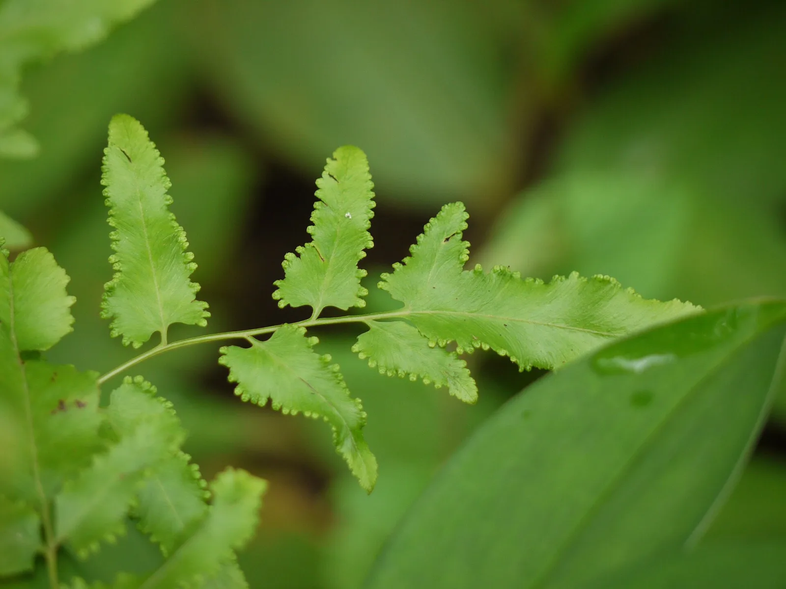 Lygodium flexuosum