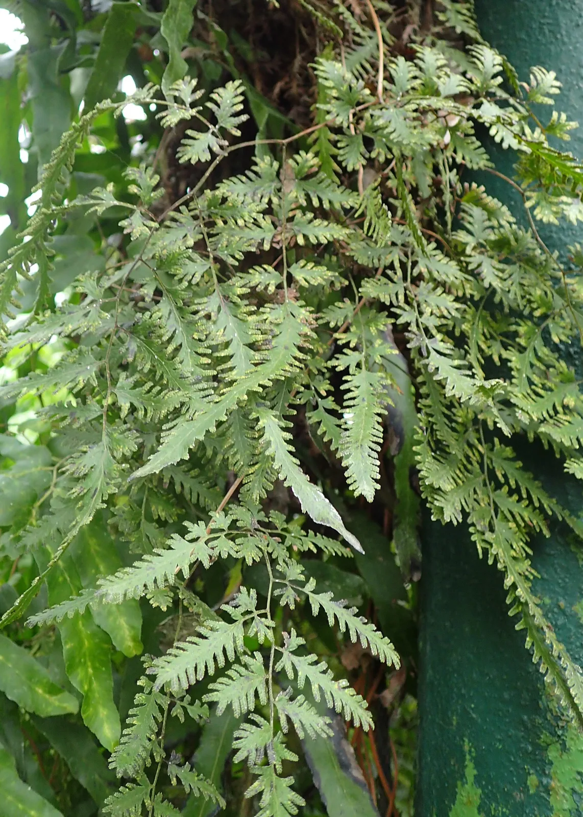 Lygodium flexuosum