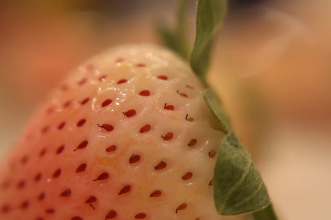 White strawberry
