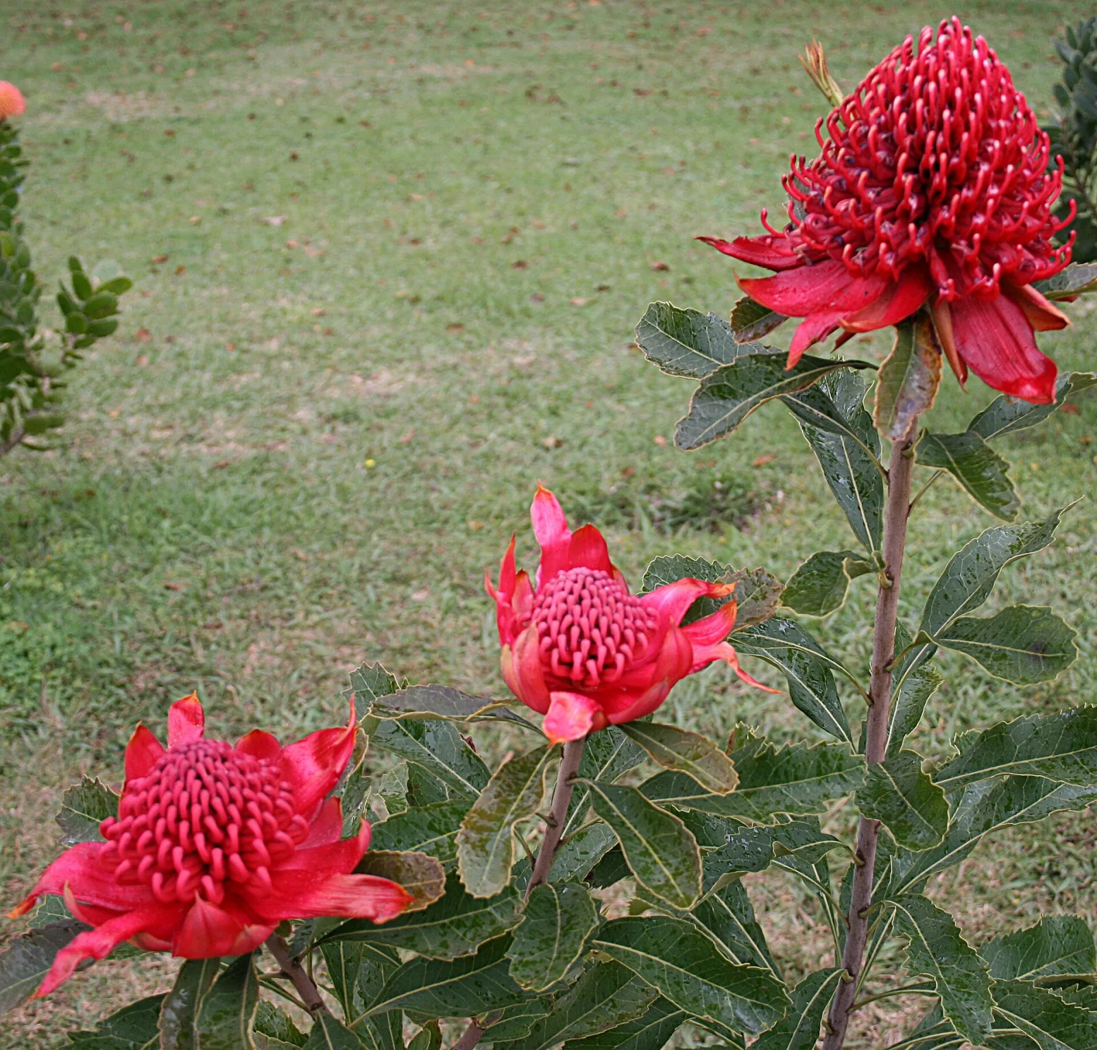 Telopea speciosissima