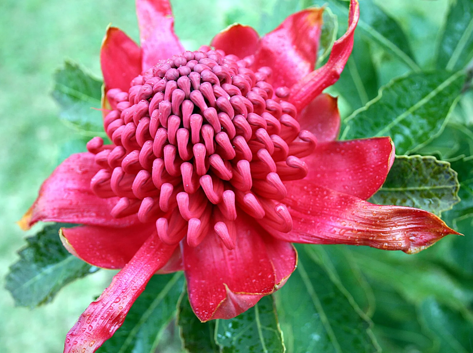 Telopea speciosissima