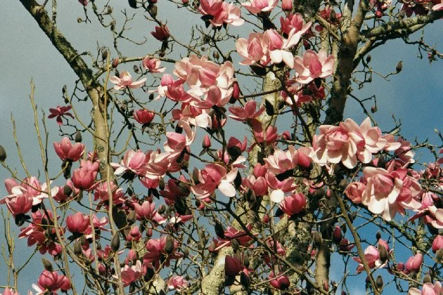 Magnolia campbellii