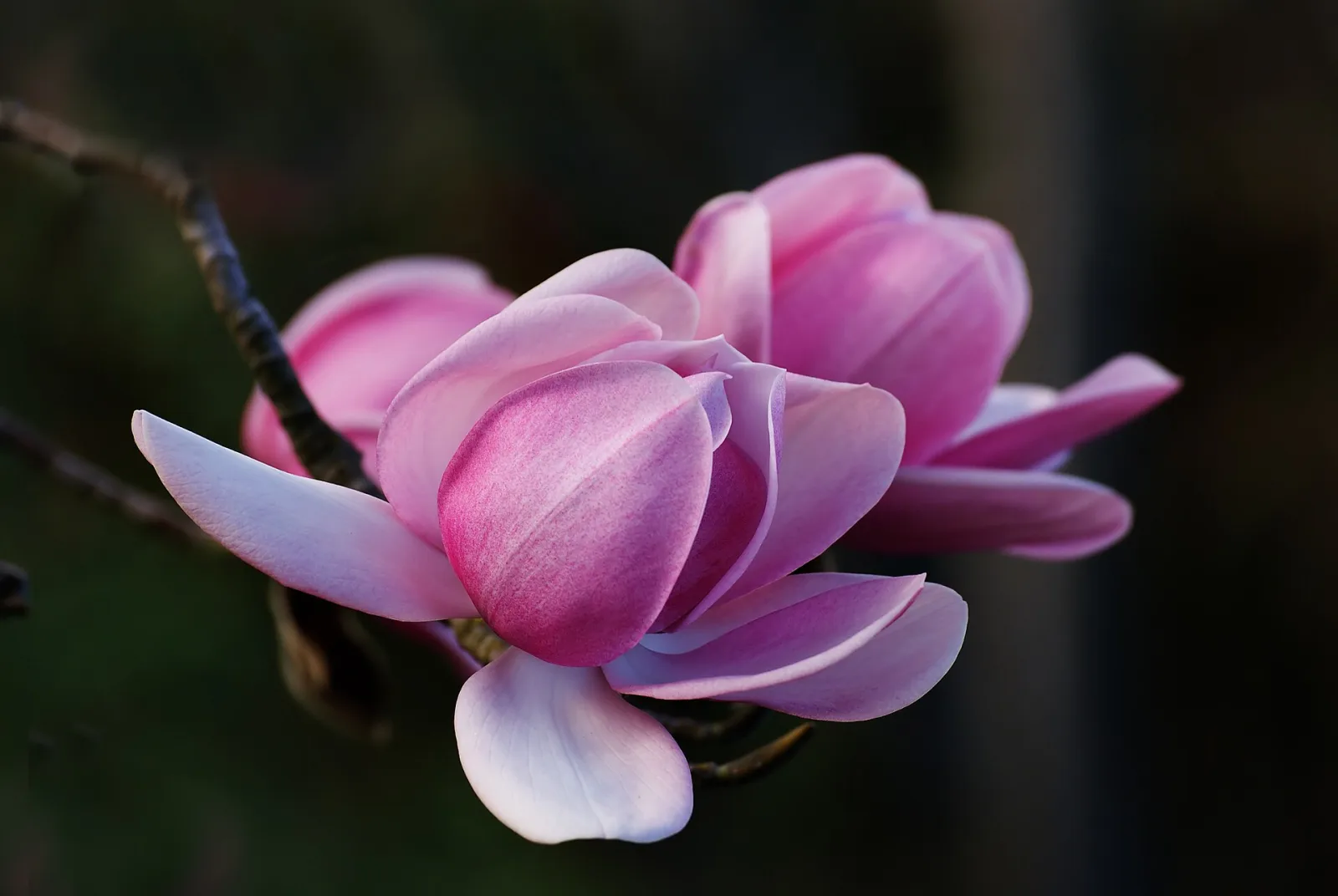 Magnolia campbellii