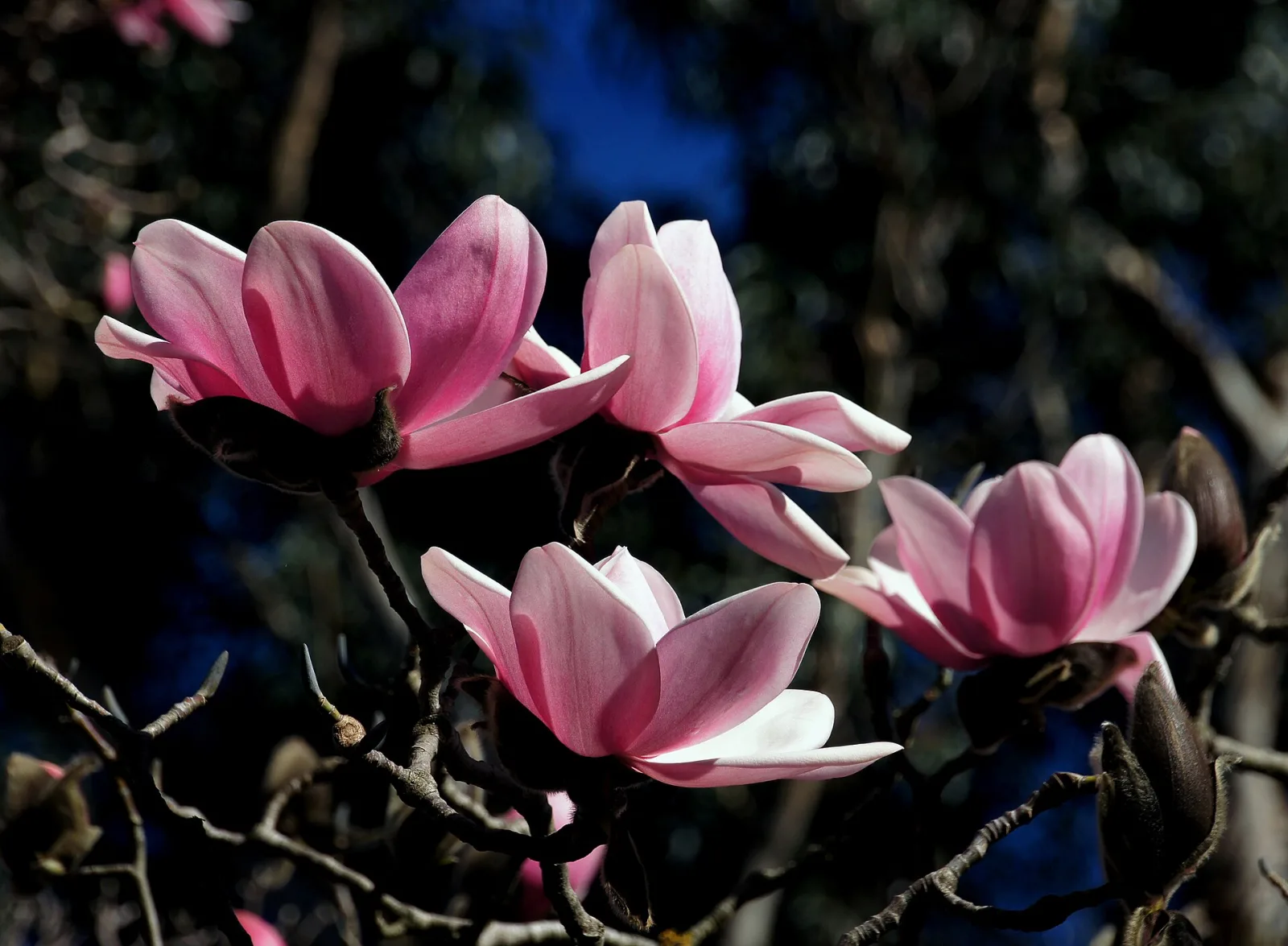 Magnolia campbellii