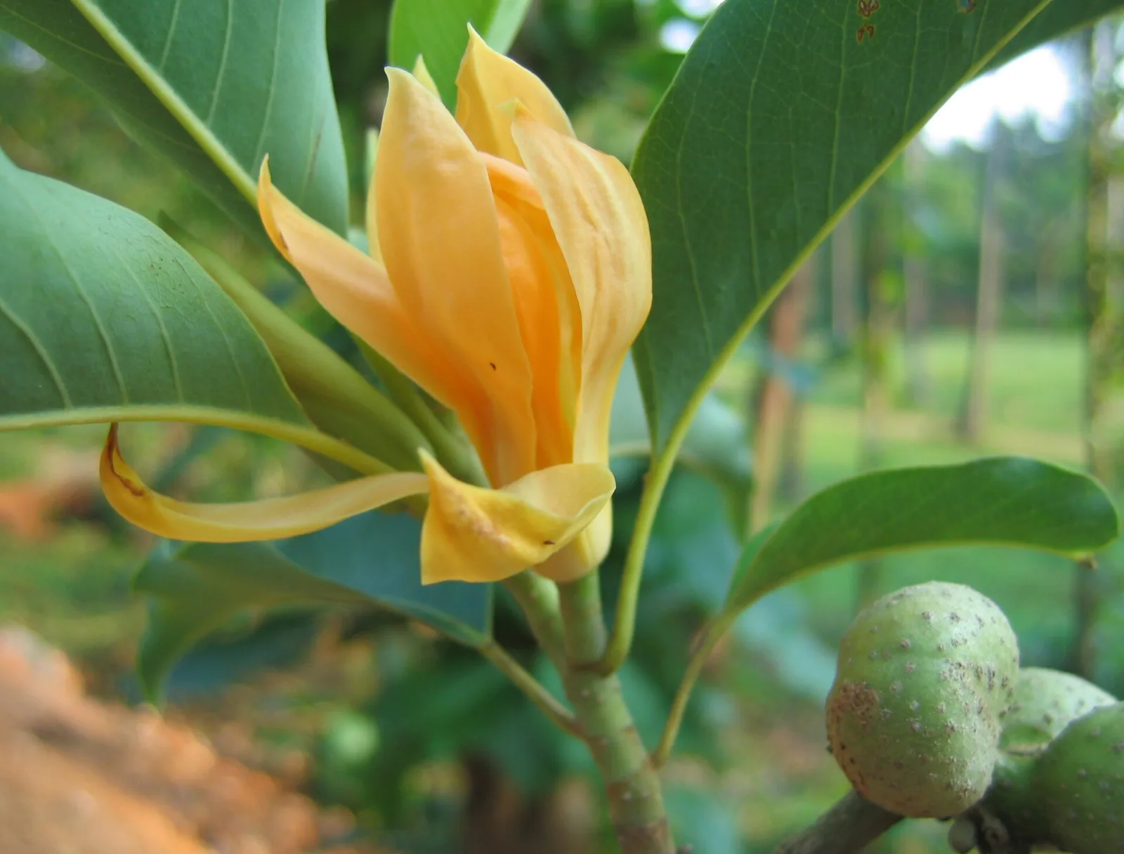 Magnolia champaca