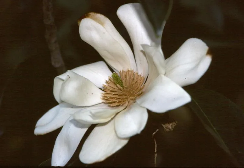 Magnolia doltsopa
