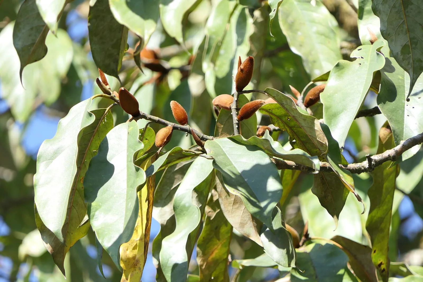 Magnolia doltsopa