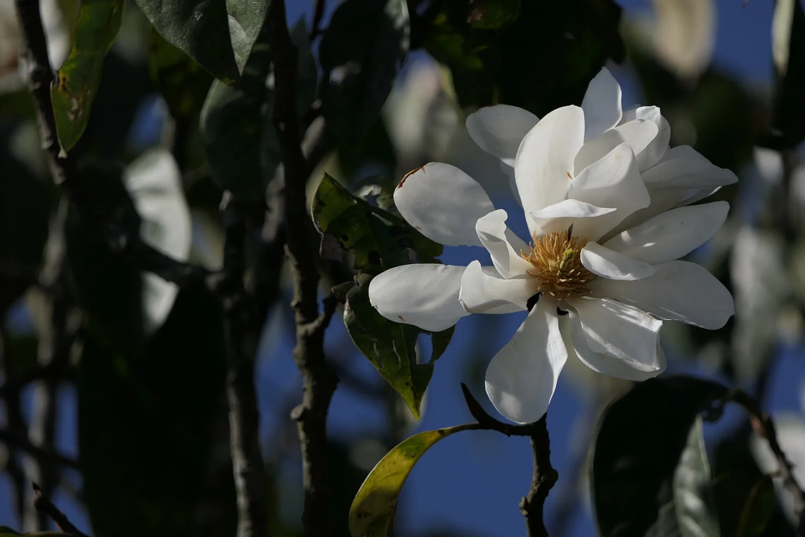 Magnolia doltsopa