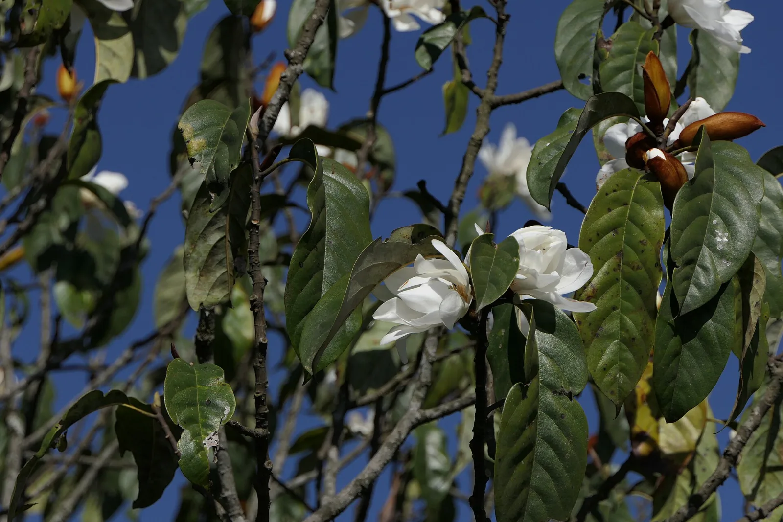 Magnolia doltsopa