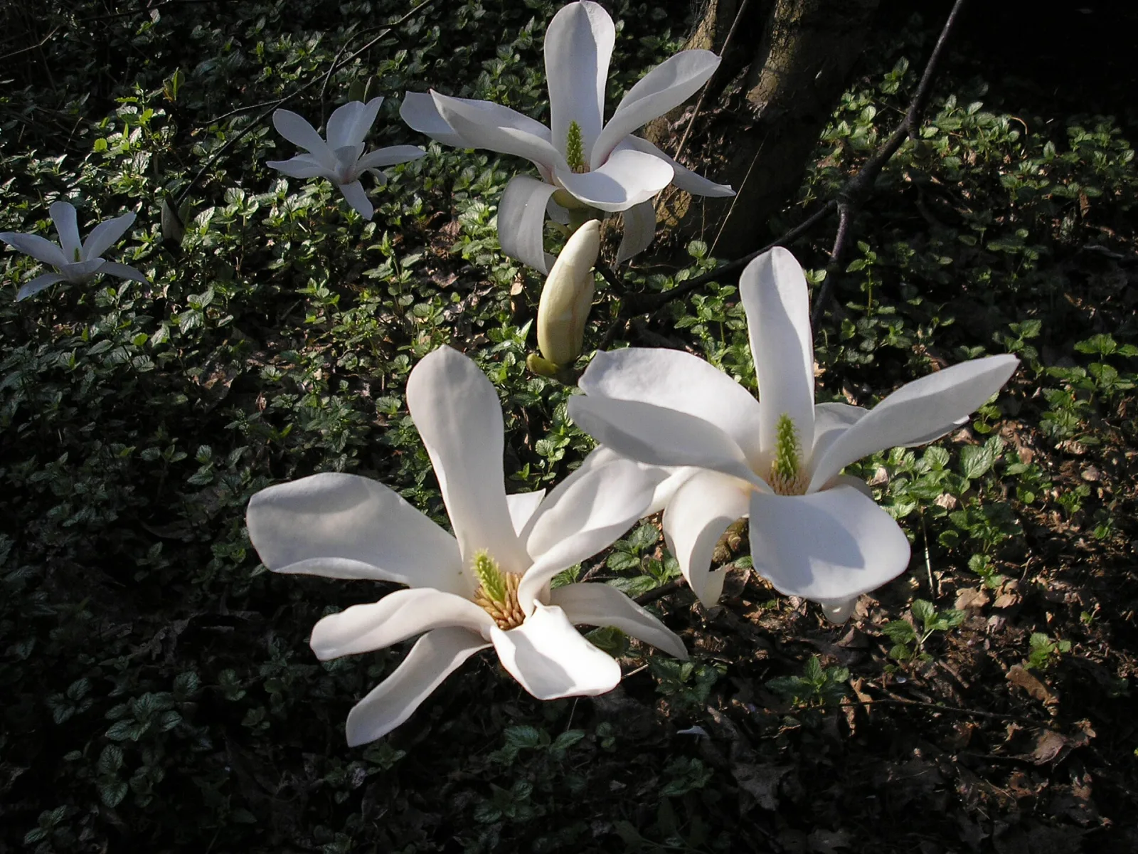 Magnolia kobus