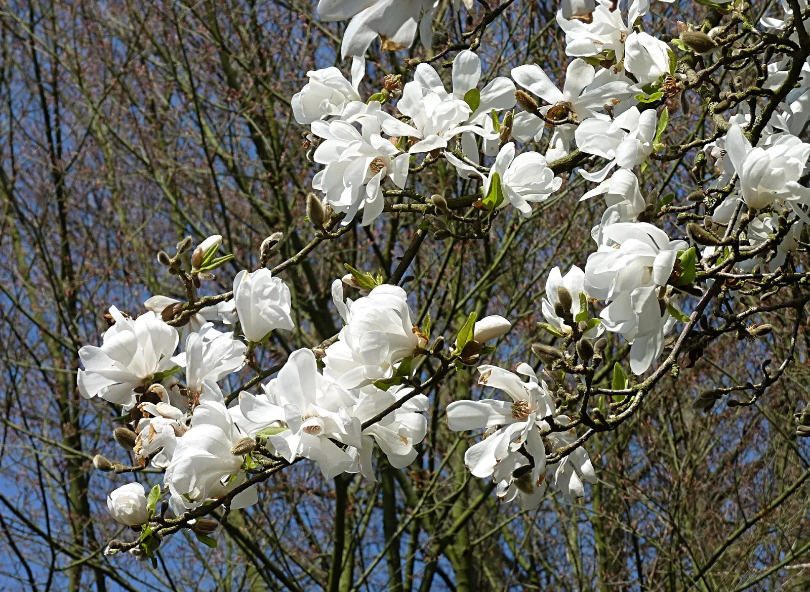Magnolia kobus