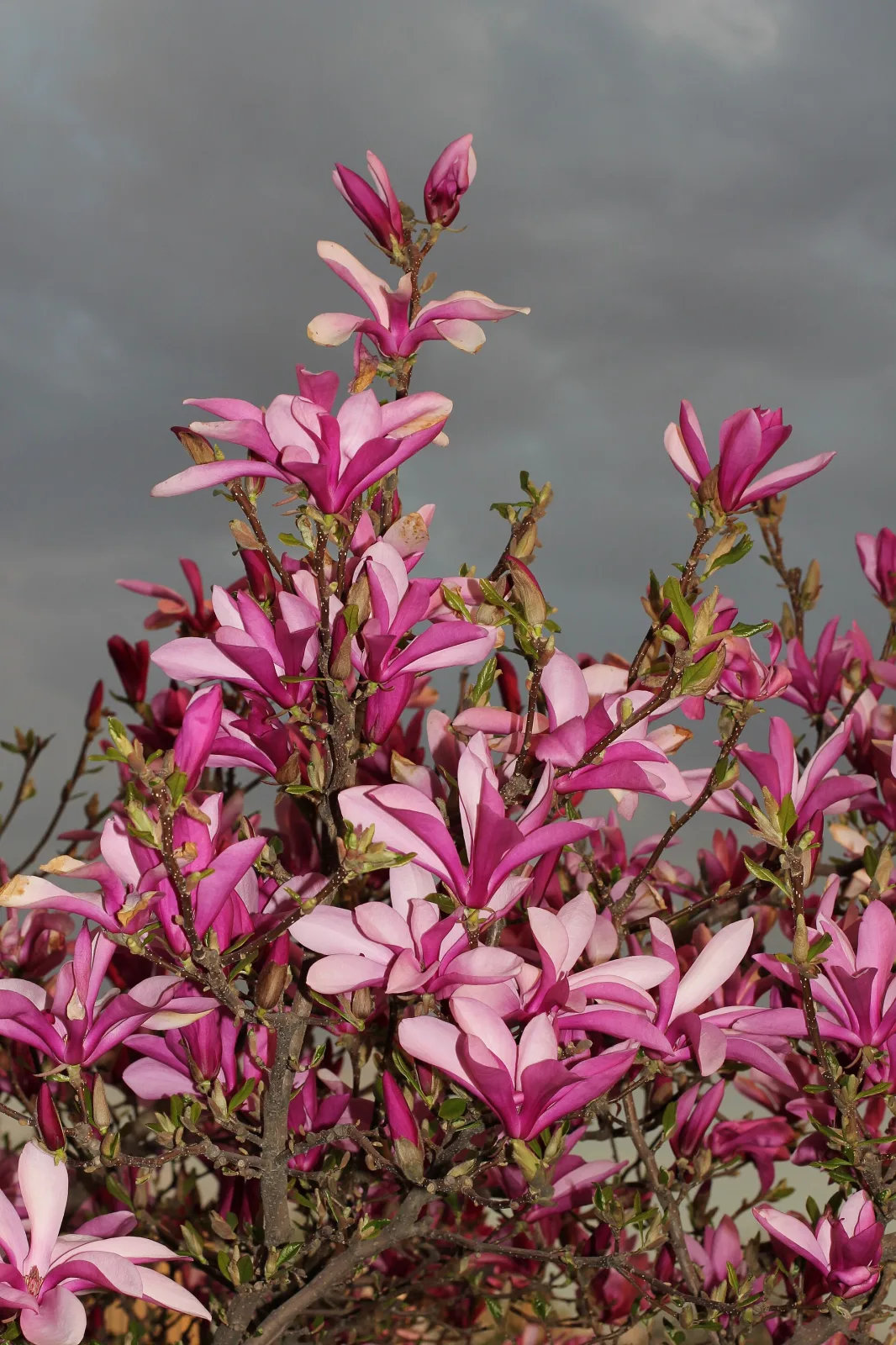 Magnolia liliiflora
