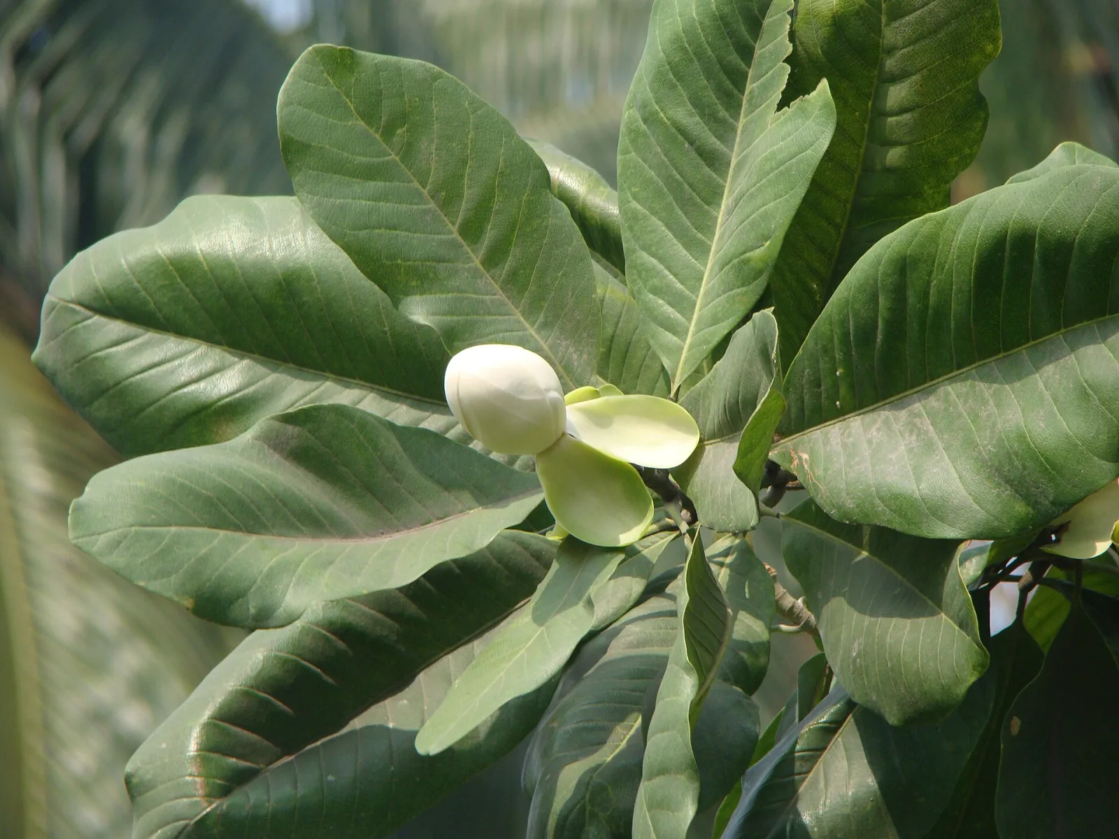 Magnolia pterocarpa