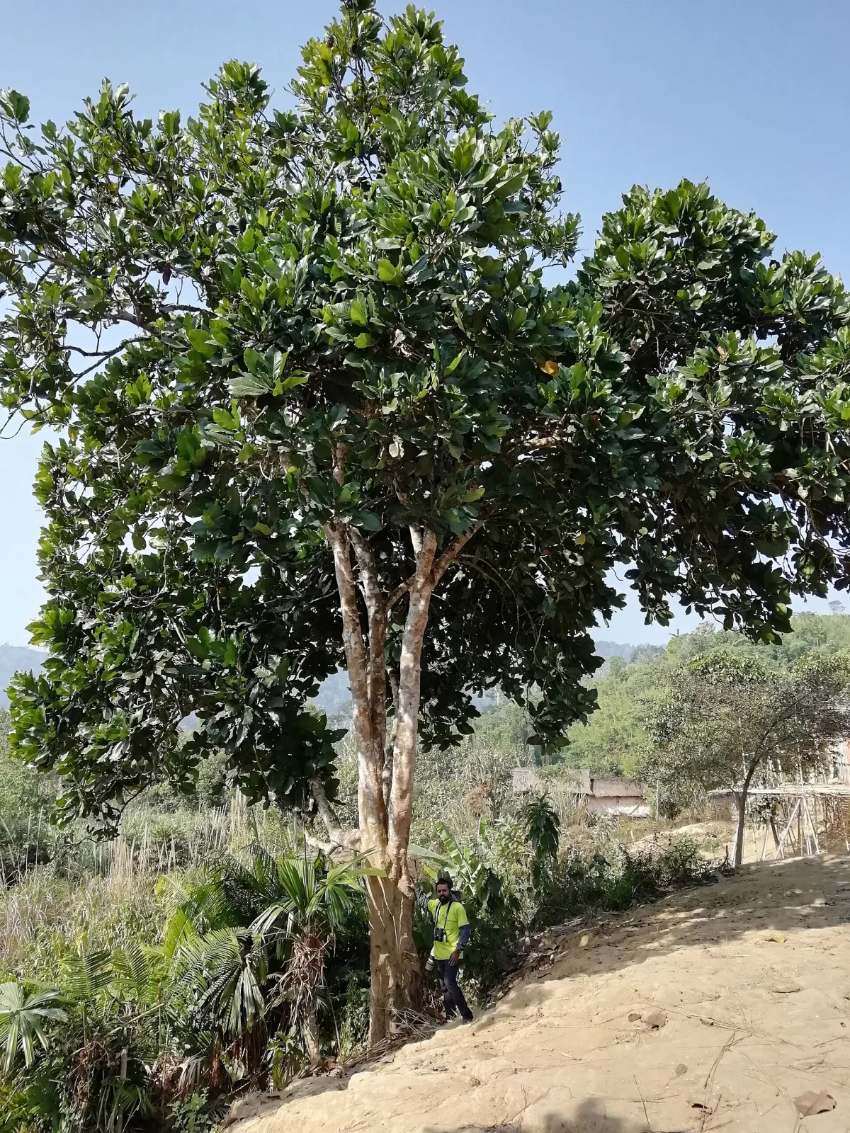 Magnolia pterocarpa