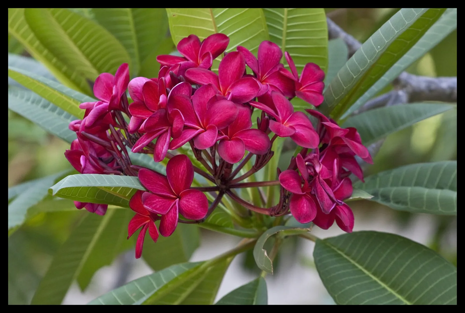 Plumeria Red Flower