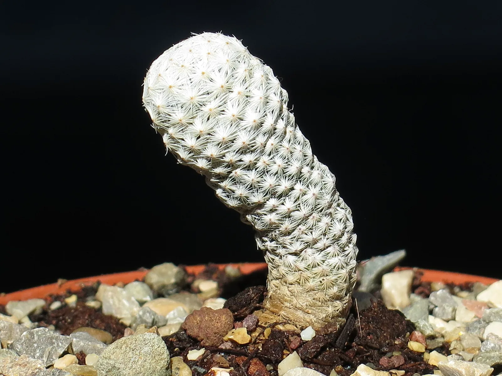 Mammillaria herrerae v. albiflora