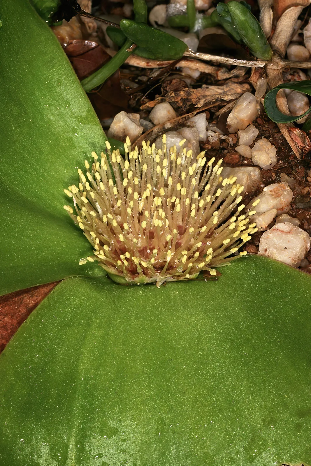 Massonia depressa