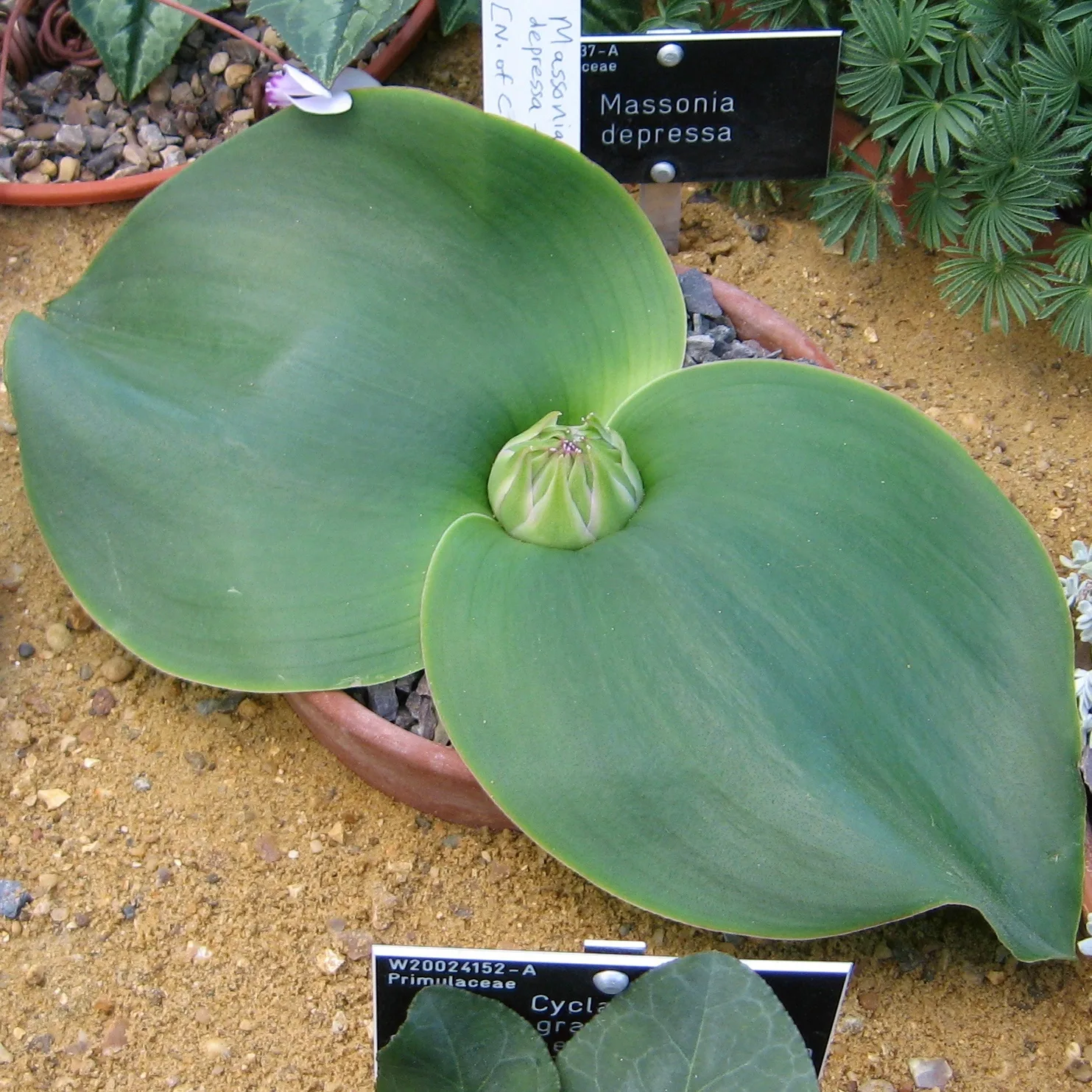 Massonia depressa