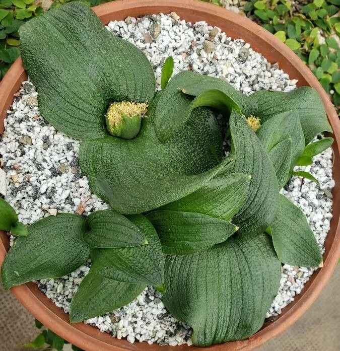 Massonia depressa