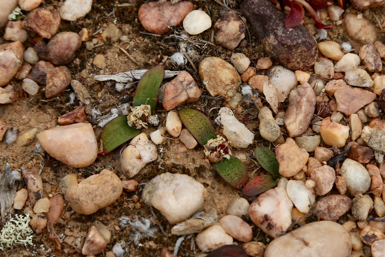 Massonia echinata