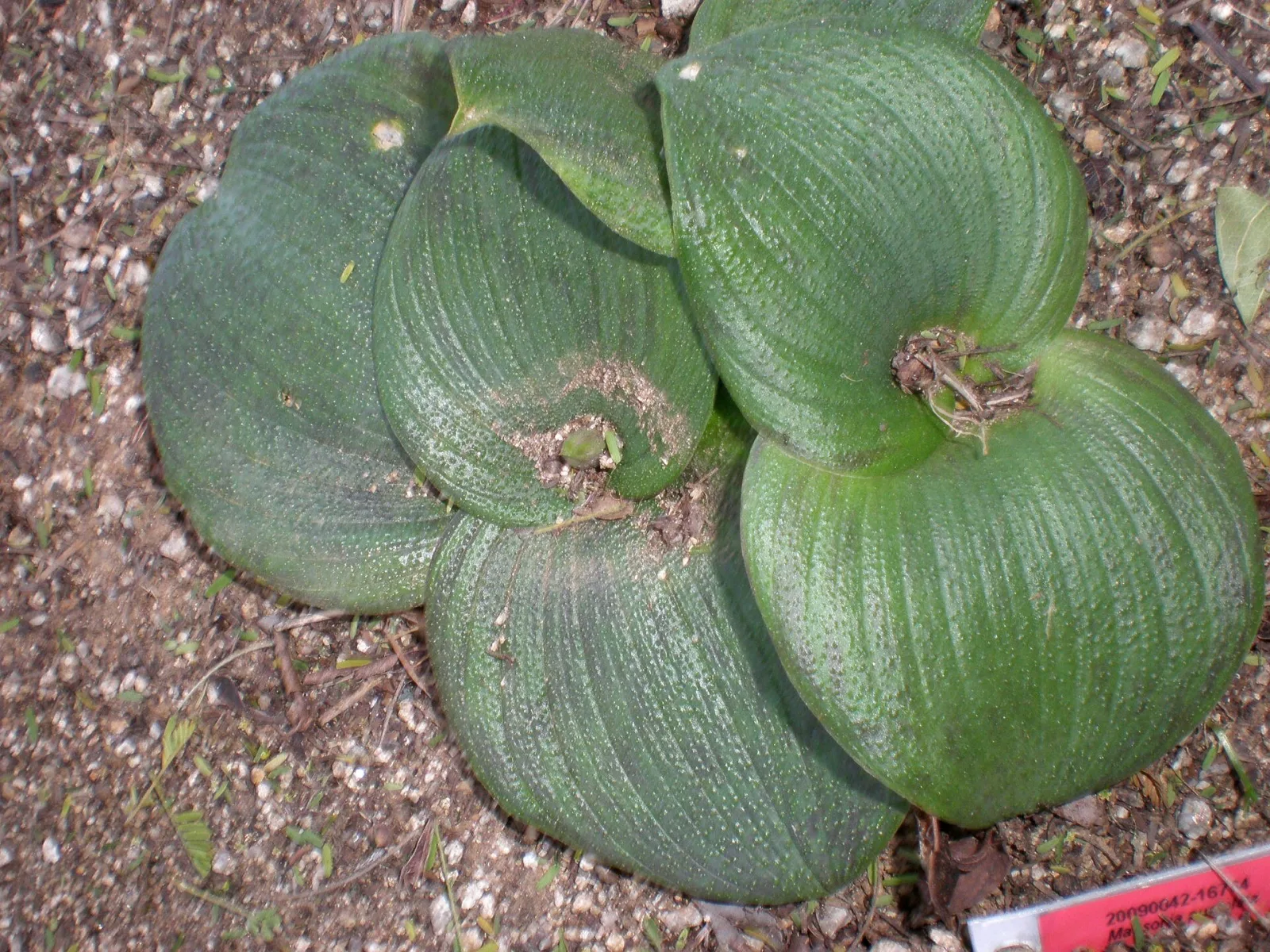 Massonia pustulata