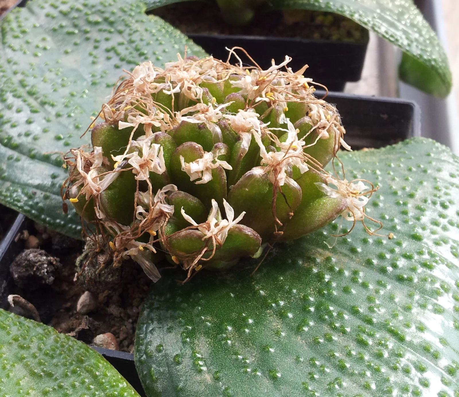Massonia pustulata