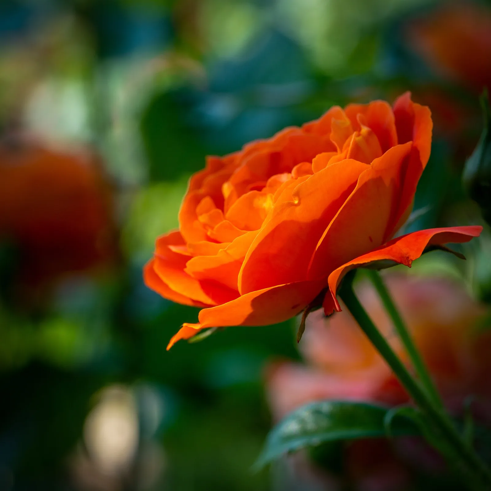 Rose orange