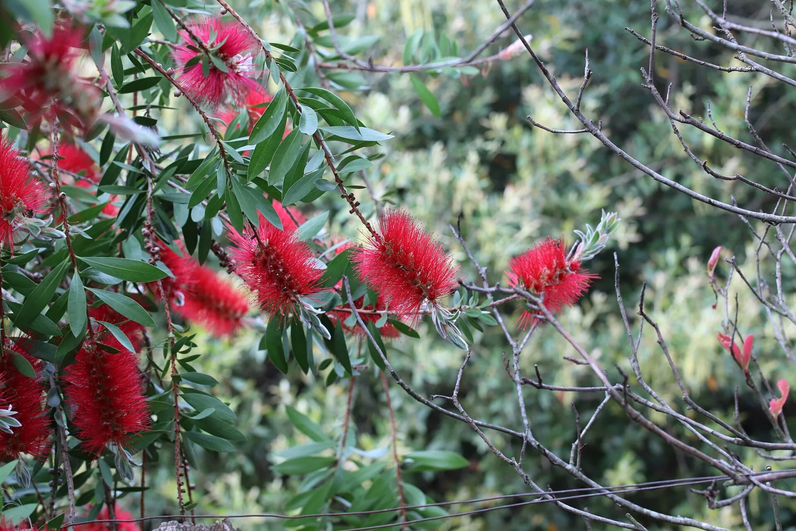 Callistemon citrinus