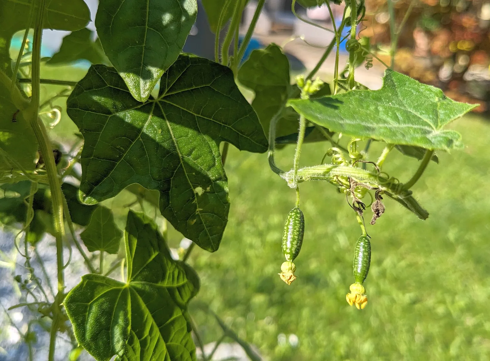 Melothria scabra