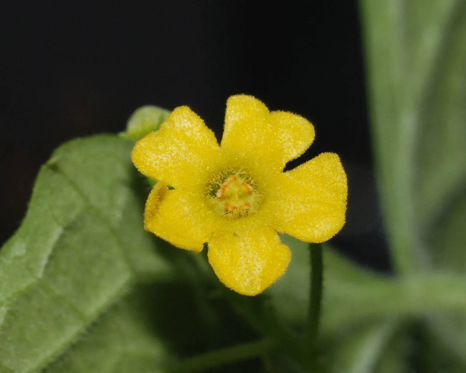 Melothria scabra