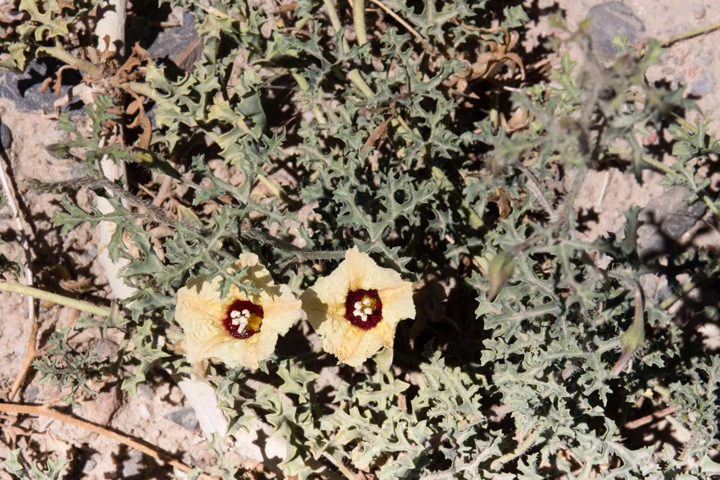 Merremia bipinnatipartita