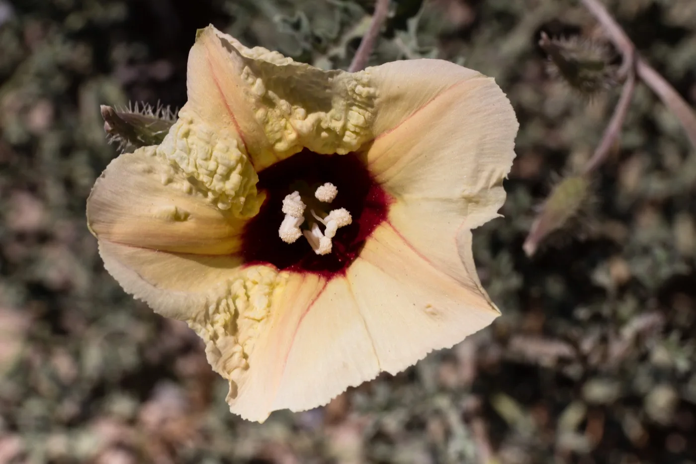 Merremia bipinnatipartita