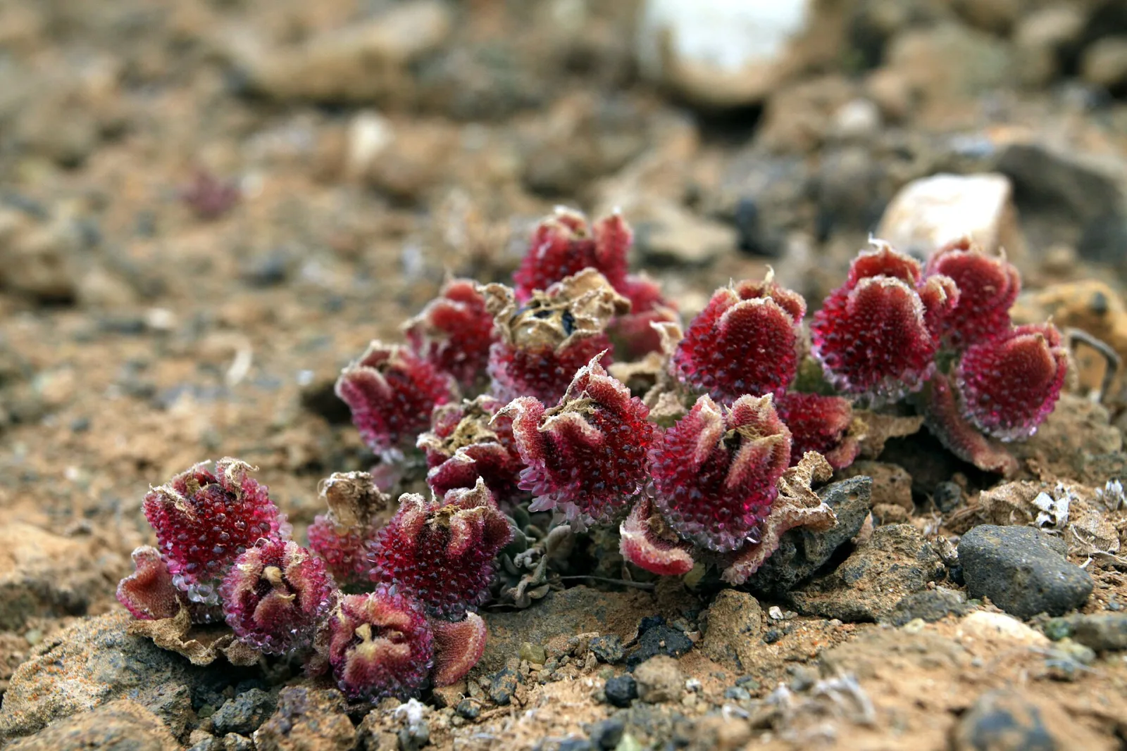 Mesembryanthemum crystallinum