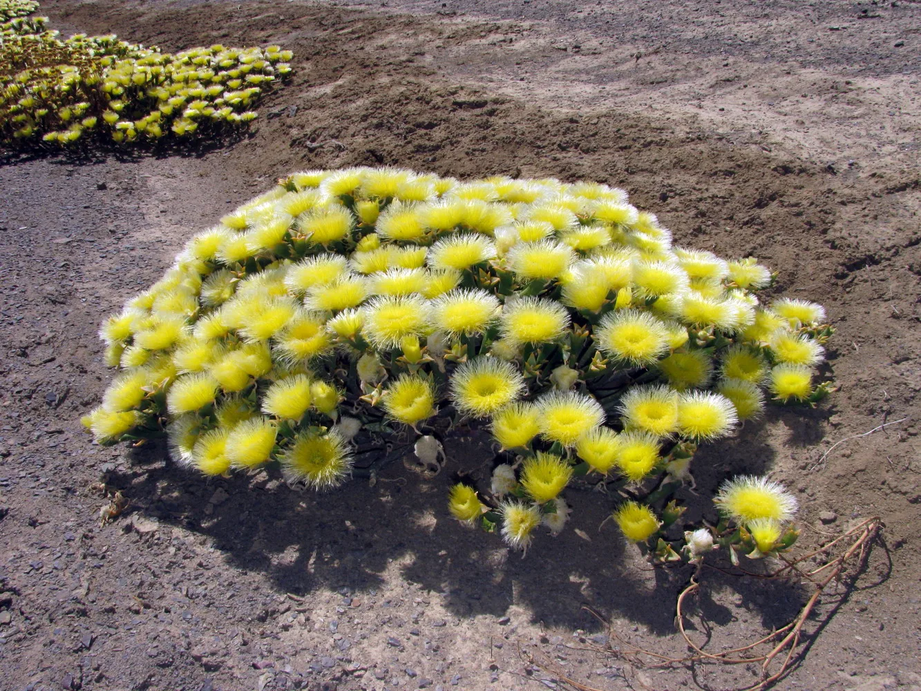 Eurystigma clavatum