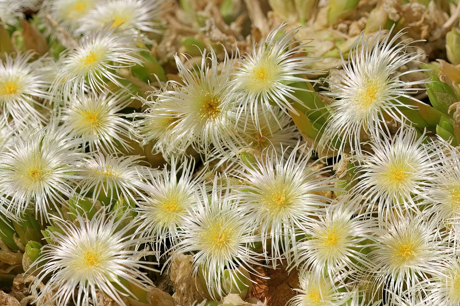 Sceletium tortuosum