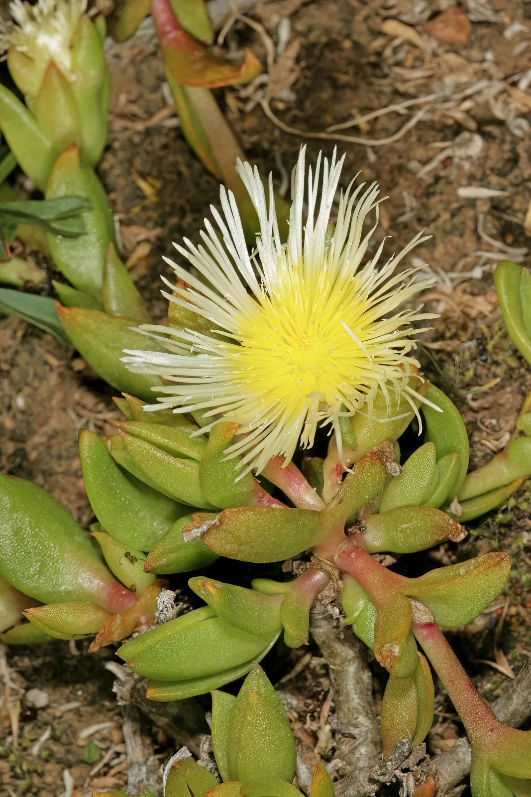 Sceletium tortuosum